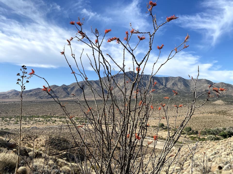 Ocotillo in bloom over the San Felipe Hills