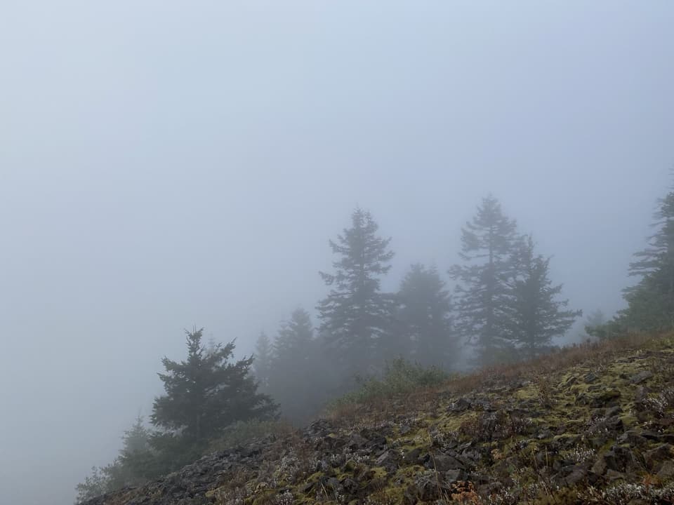 fog in the firs, day 111