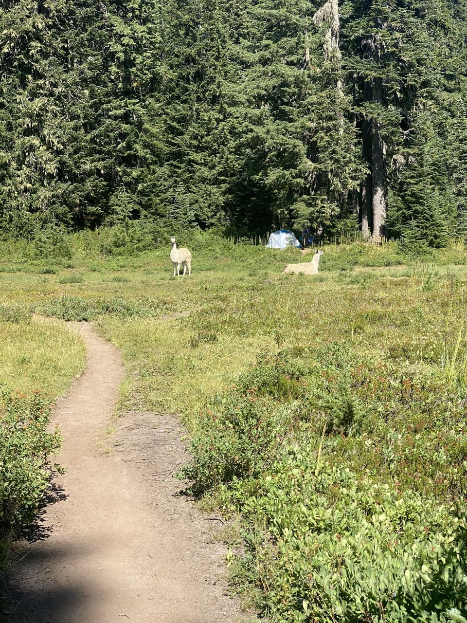 llamas at a meadow camp, day 112