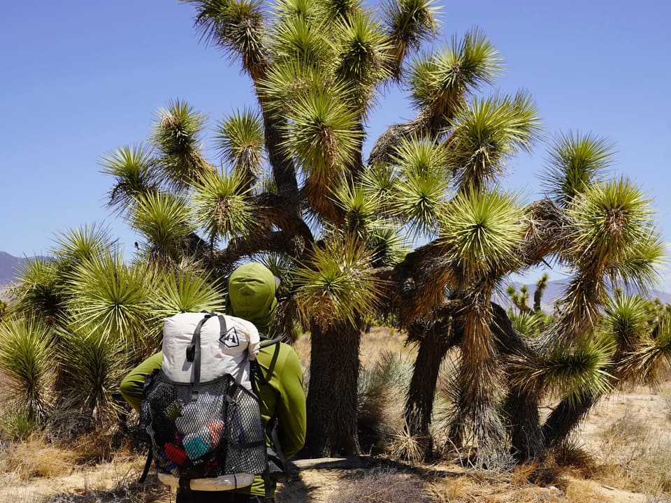 Joshua tree country, day 30