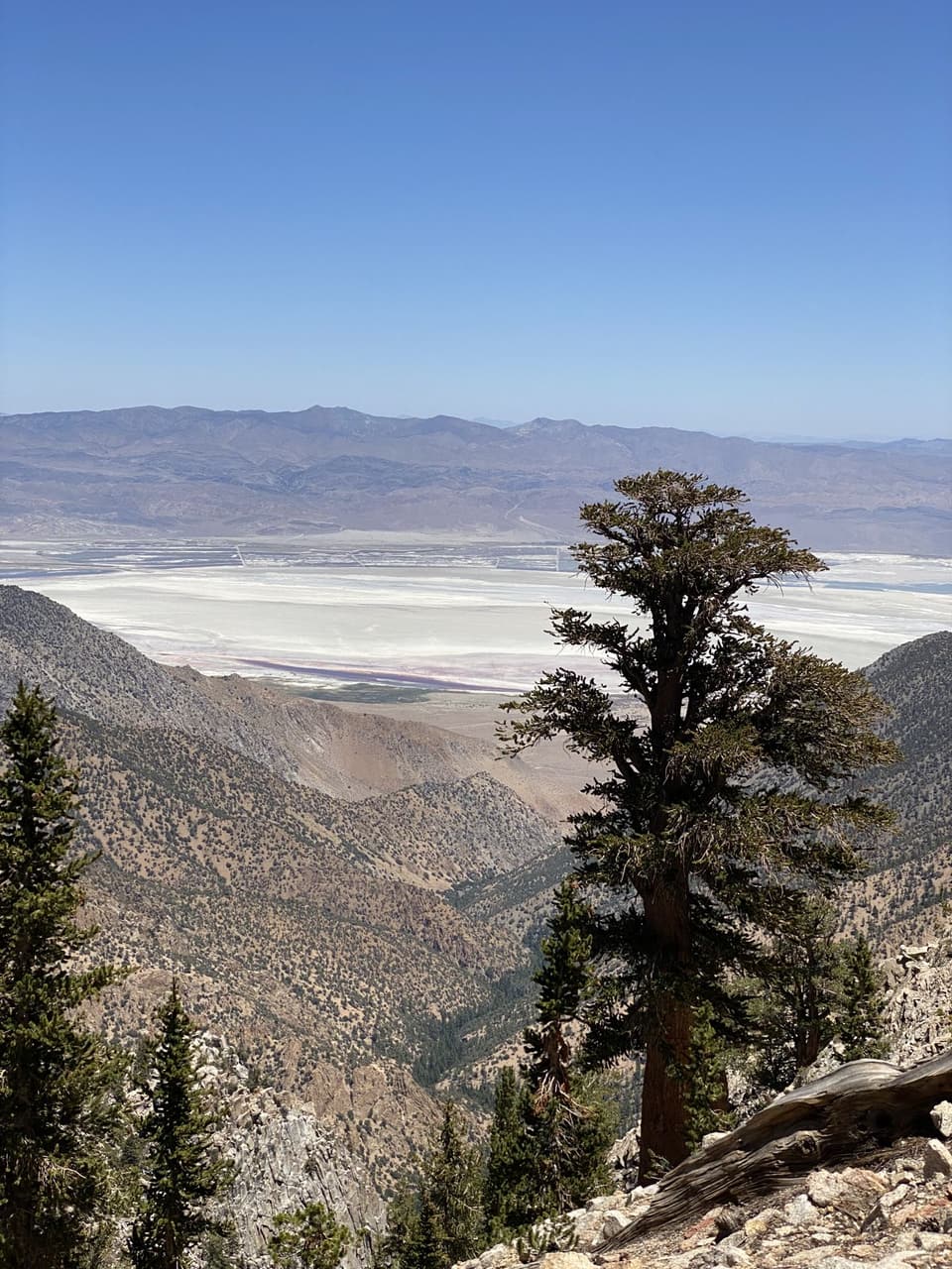 foxtail pine over Owens Valley